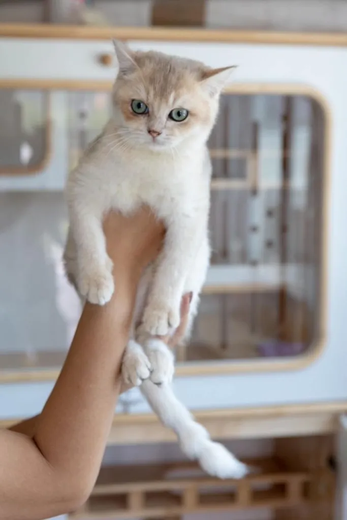 British Shorthair (ดช รหัสสี Ay)