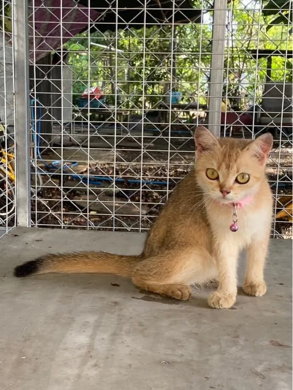 แจกน้องแมวฟรี บริทิชช็อตแฮร์