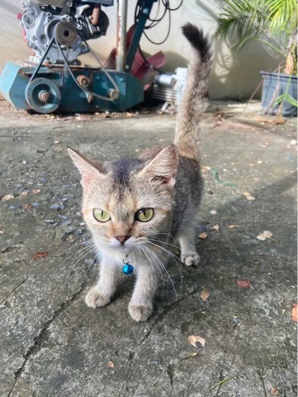 แจกน้องแมวฟรี บริทิชช็อตแฮร์