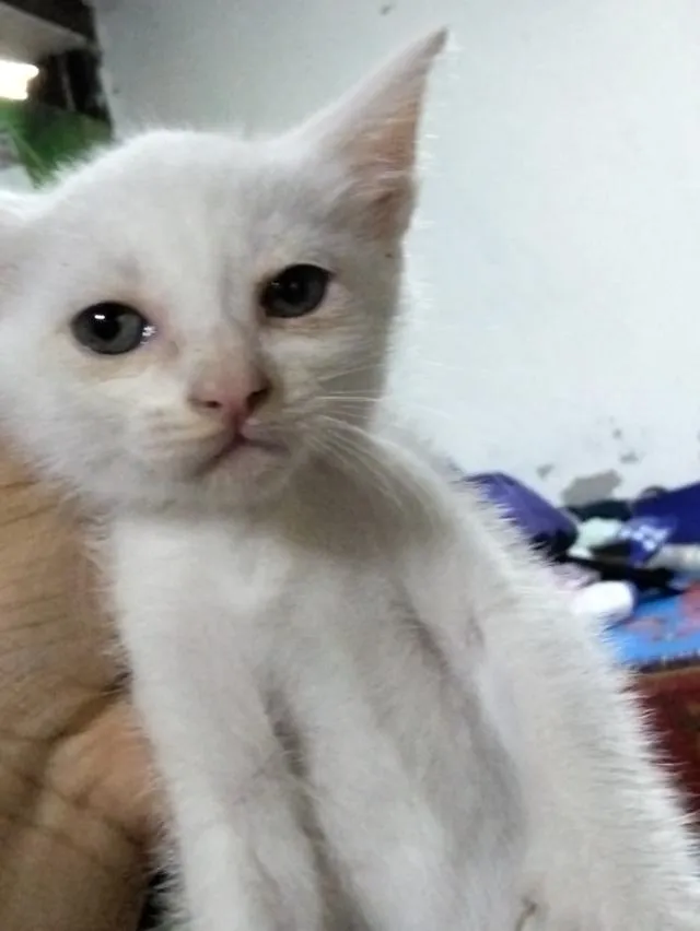 สัตว์เลี้ยง แมว ลูกแมว