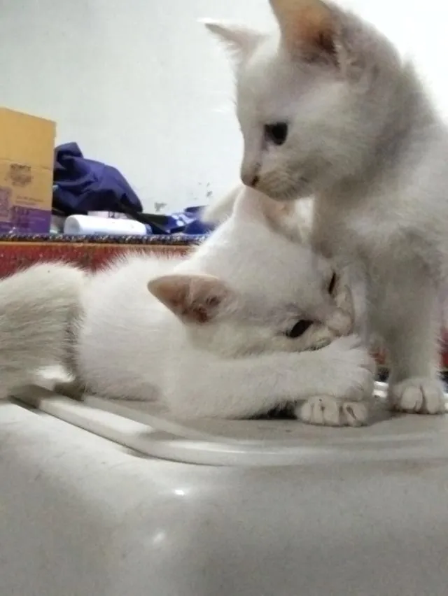 สัตว์เลี้ยง แมว ลูกแมว