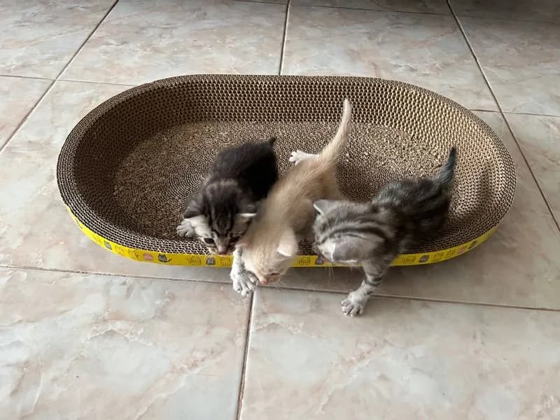 เปิดจองลูกแมว อเมริกันช๊อตแฮร์