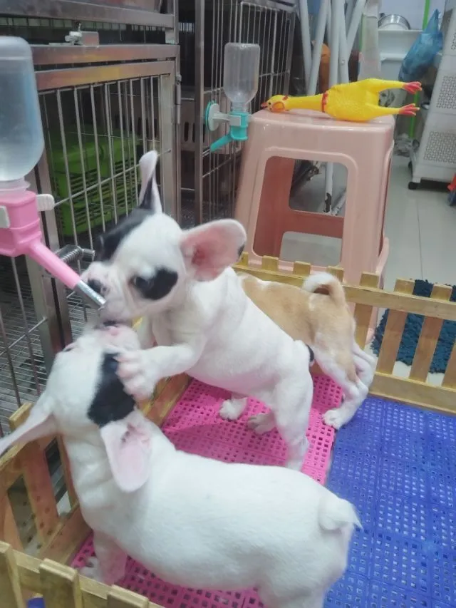 เฟรนบลูด๊อก