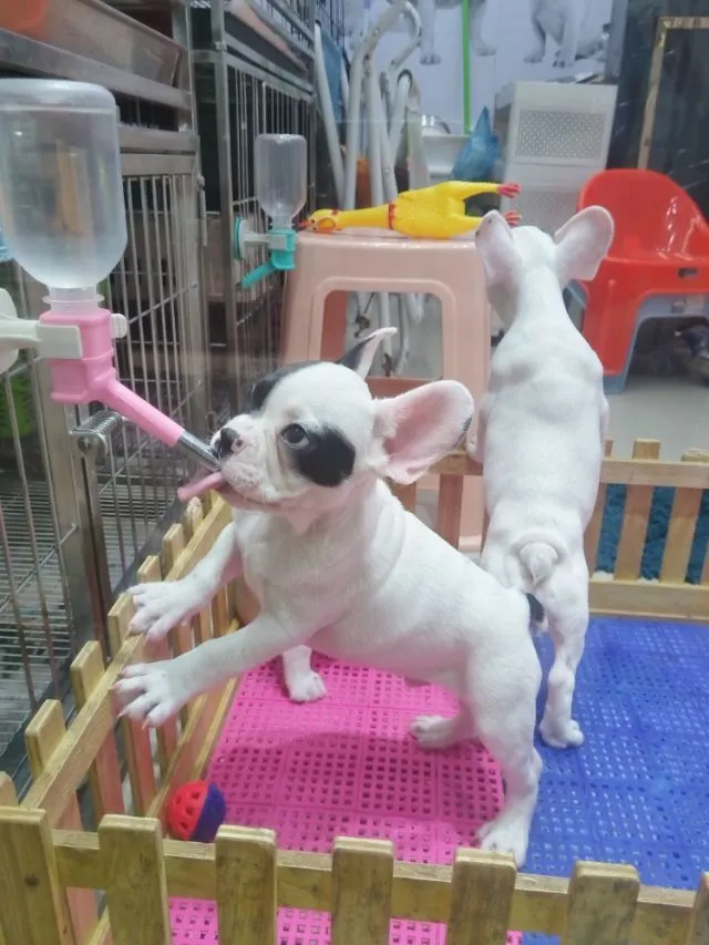 เฟรนบลูด๊อก