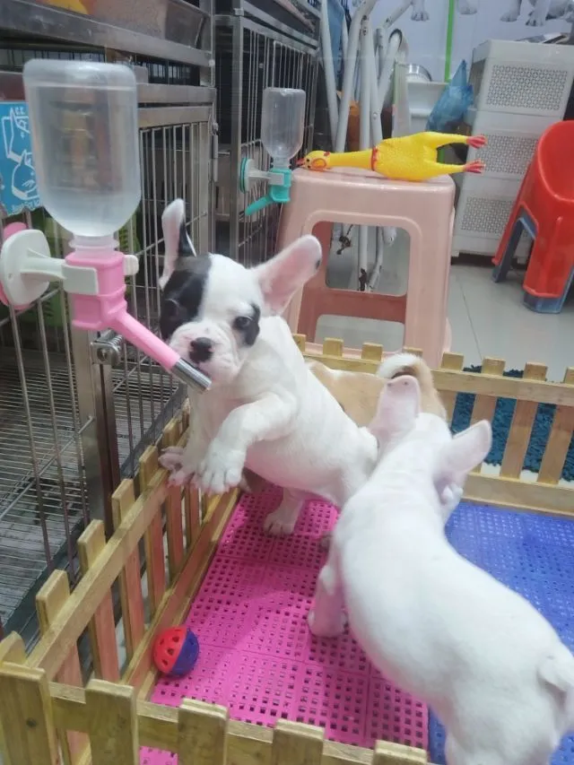 เฟรนบลูด๊อก