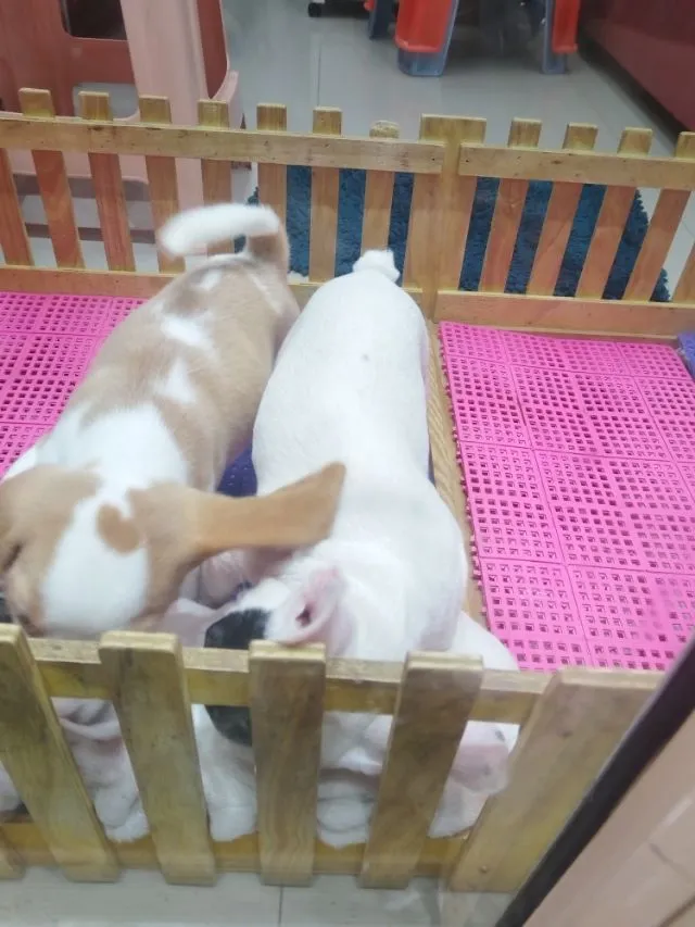เฟรนบลูด๊อก