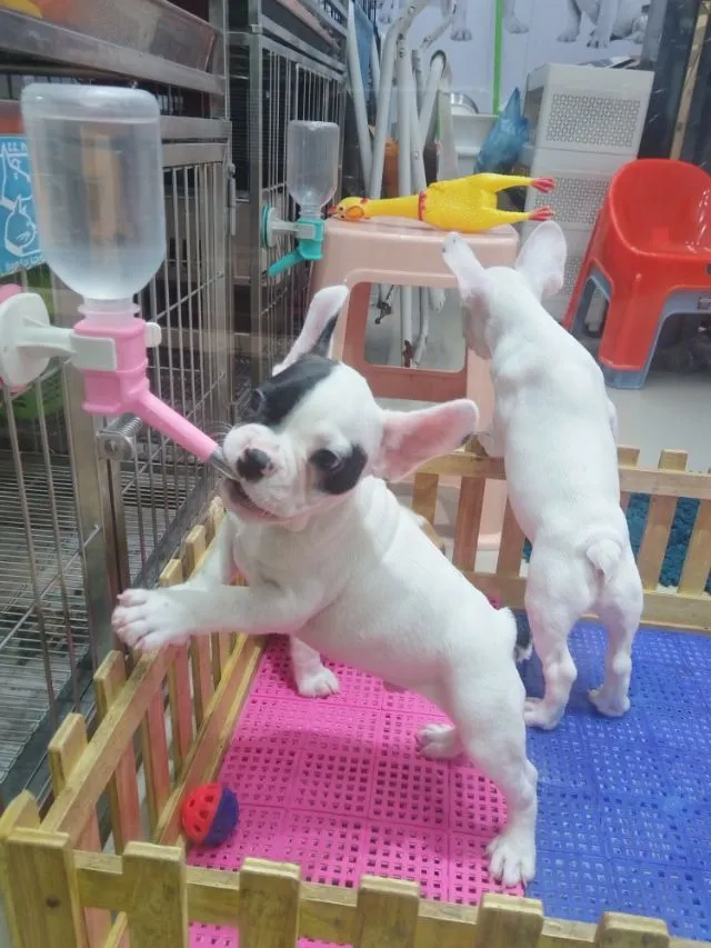 เฟรนบลูด๊อก