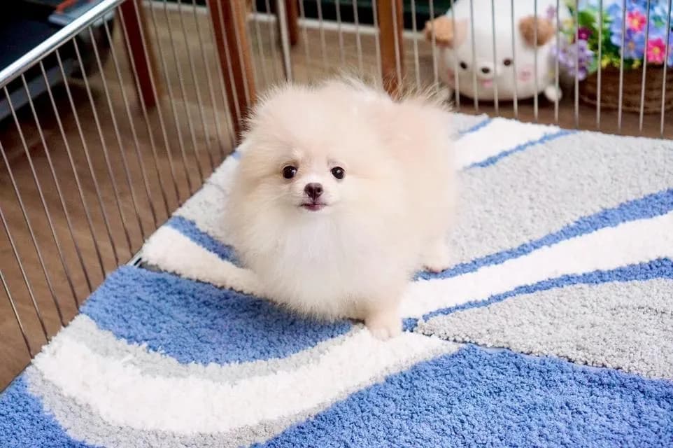 สุนัข puppy Pomeranian