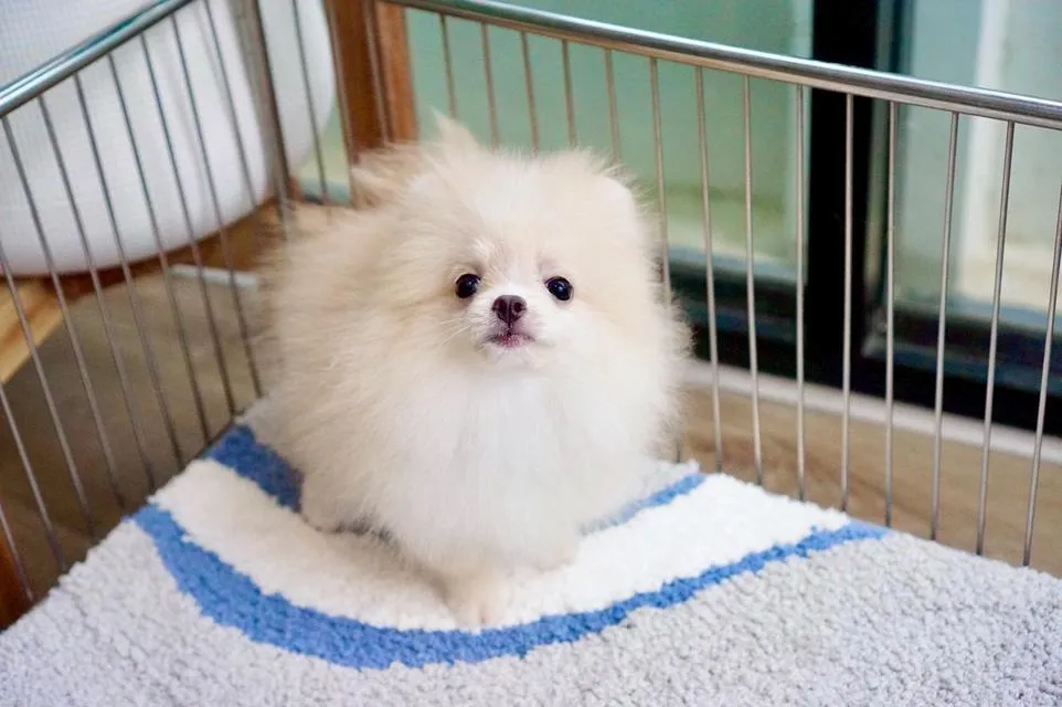 สุนัข puppy Pomeranian
