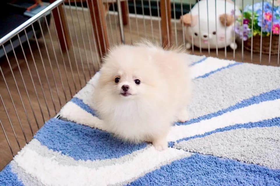 สุนัข puppy Pomeranian