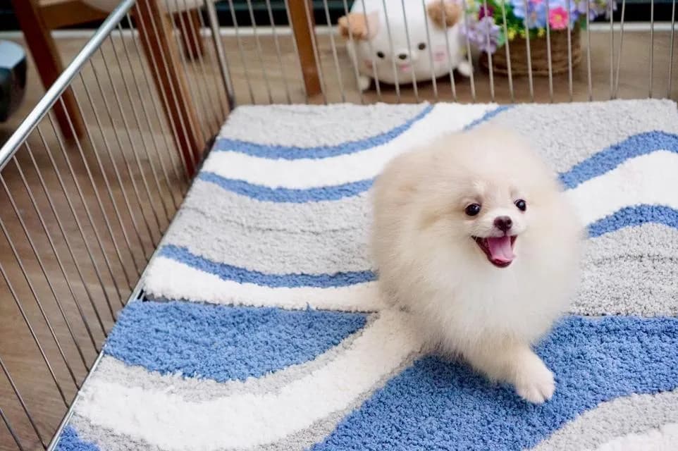 สุนัข puppy Pomeranian