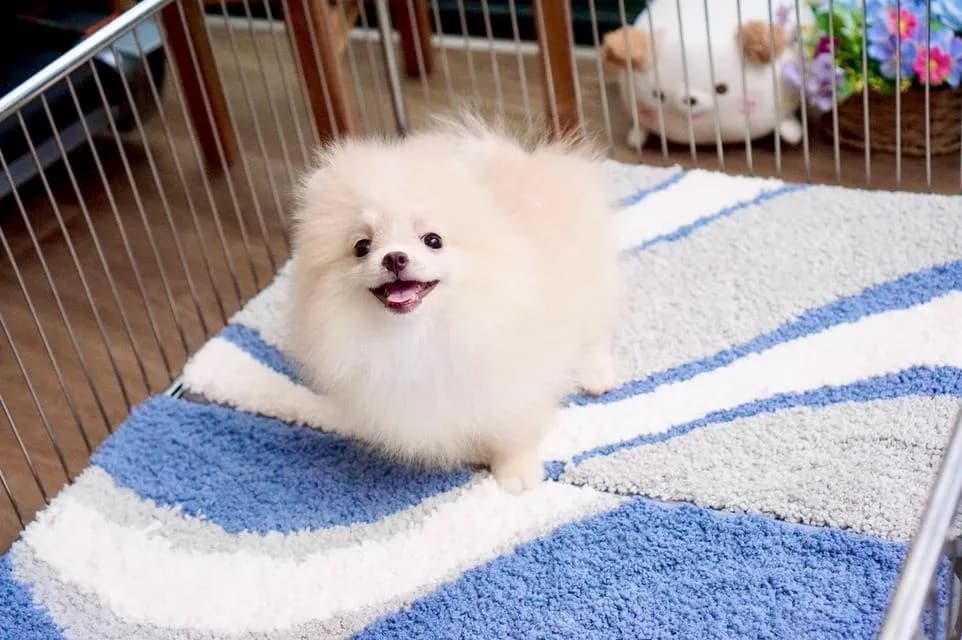 สุนัข puppy Pomeranian