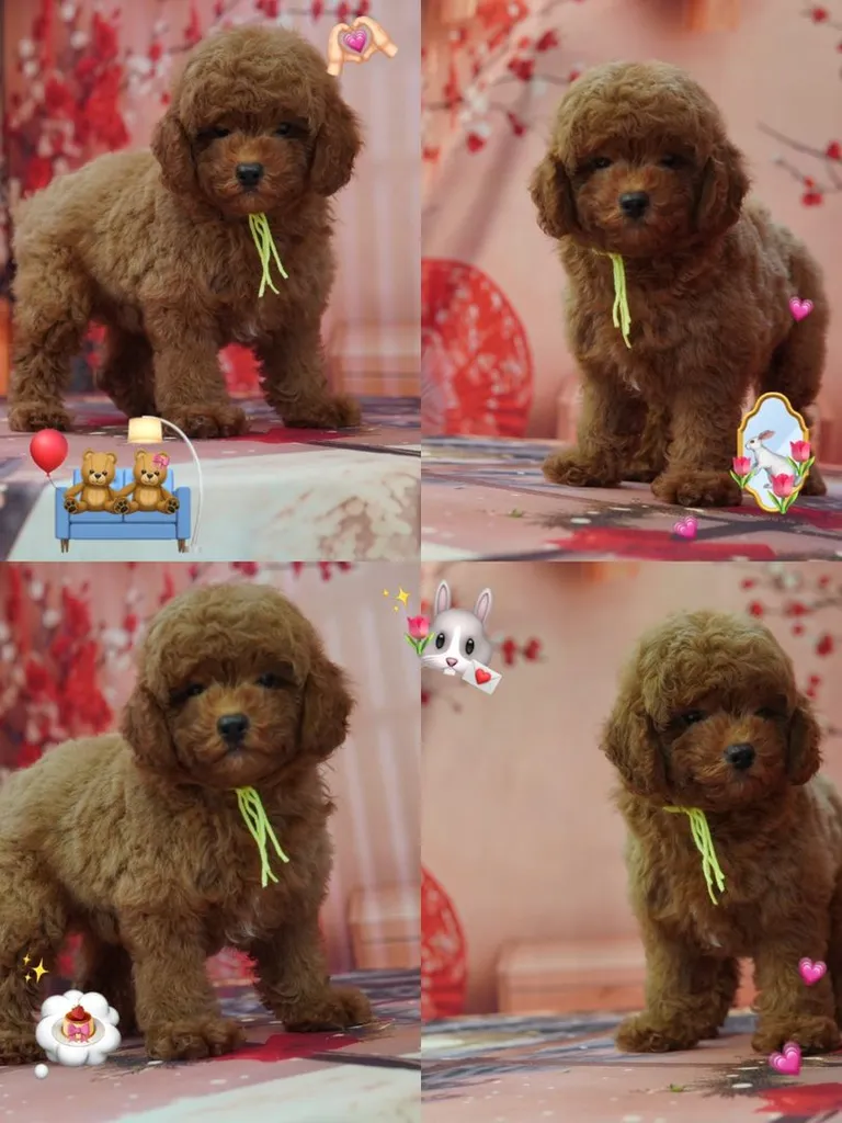 พุดเดิ้ลทอย ช.ญ