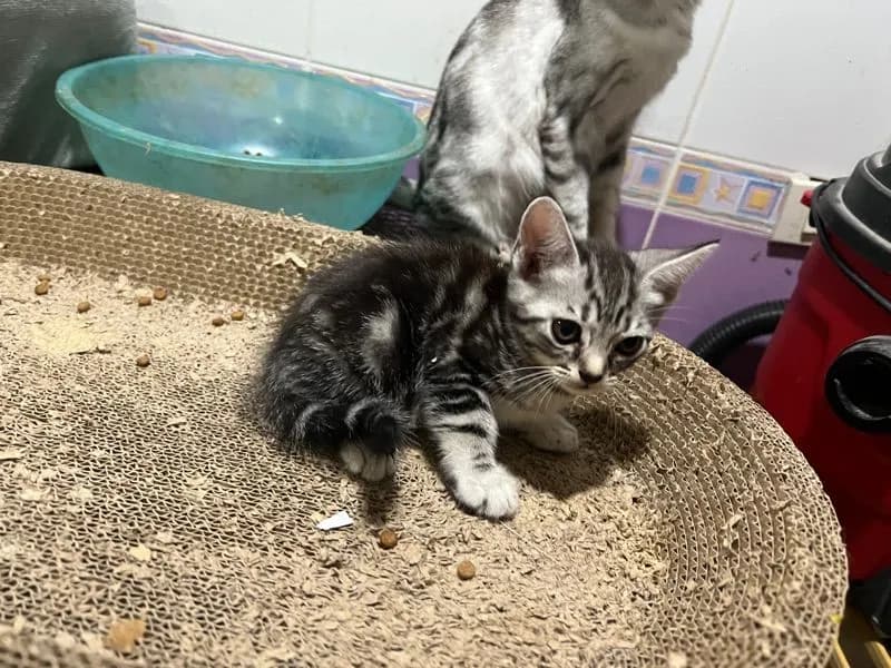 เปิดจองลูกแมว เพศเมีย