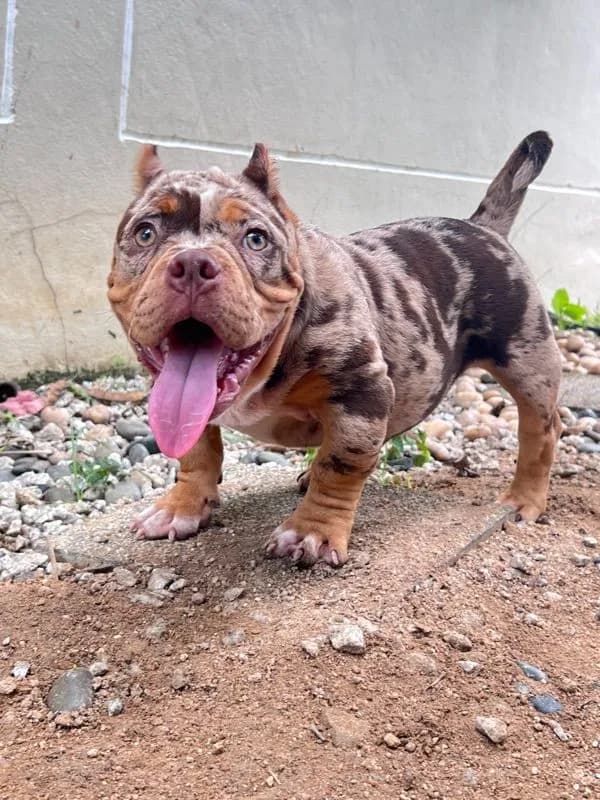 หมาบลูลี่เอ็กโซติก (Bully Exotic)