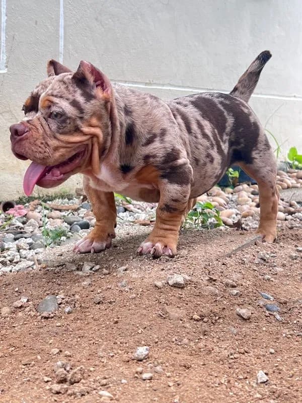 หมาบลูลี่เอ็กโซติก (Bully Exotic)