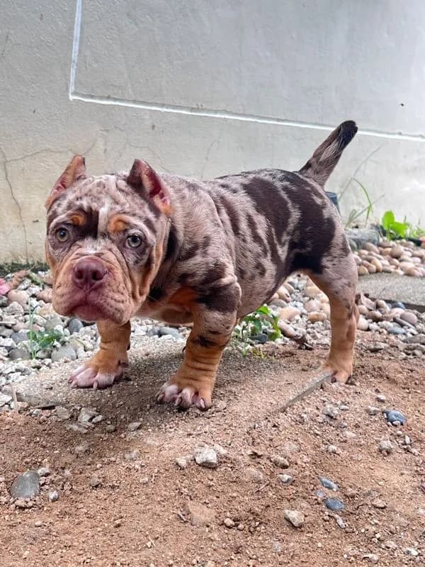 หมาบลูลี่เอ็กโซติก (Bully Exotic)