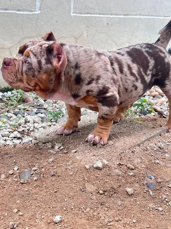 หมาบลูลี่เอ็กโซติก (Bully Exotic)