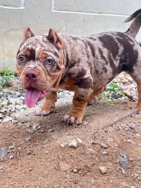 หมาบลูลี่เอ็กโซติก (Bully Exotic)