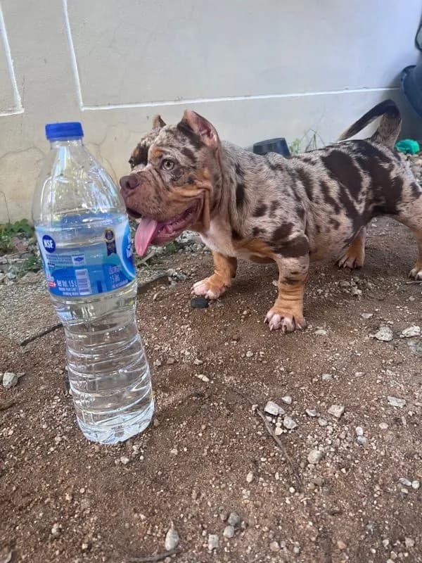 หมาบลูลี่เอ็กโซติก (Bully Exotic)
