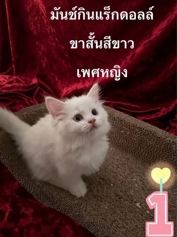 ลูกแมวมันช์กินแร็กดอลล์