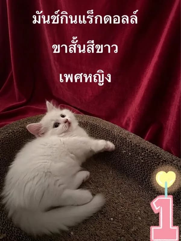 ลูกแมวมันช์กินแร็กดอลล์