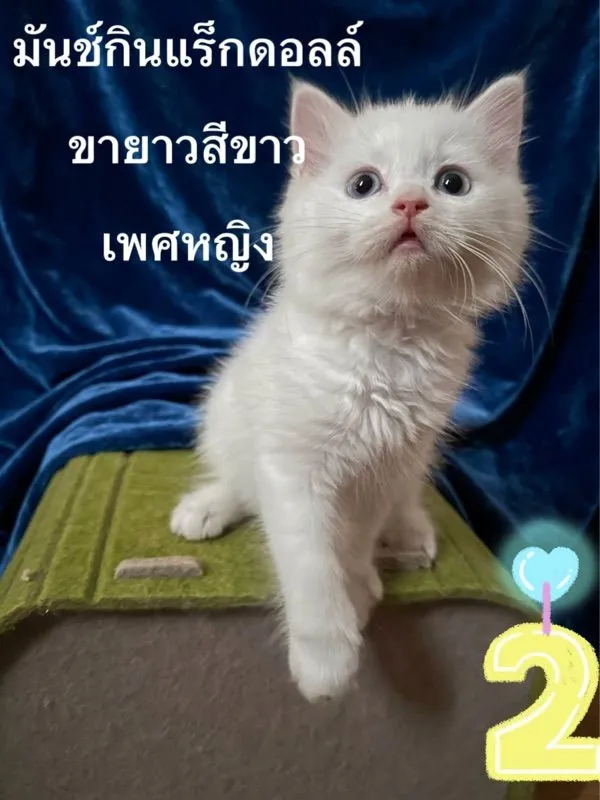 ลูกแมวมันช์กินแร็กดอลล์
