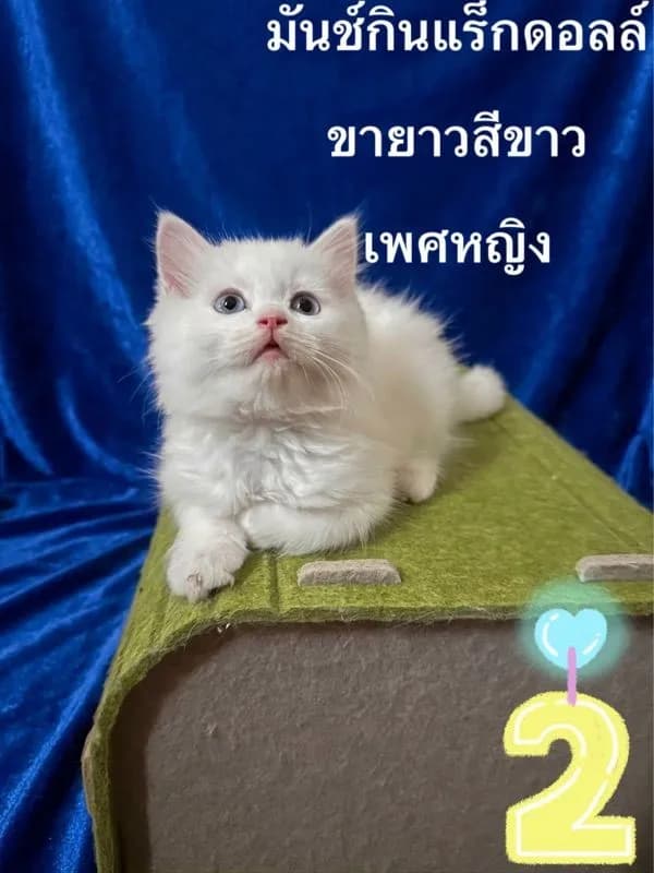 ลูกแมวมันช์กินแร็กดอลล์