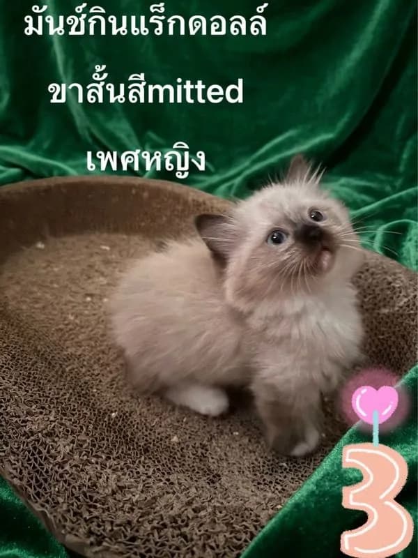 ลูกแมวมันช์กินแร็กดอลล์