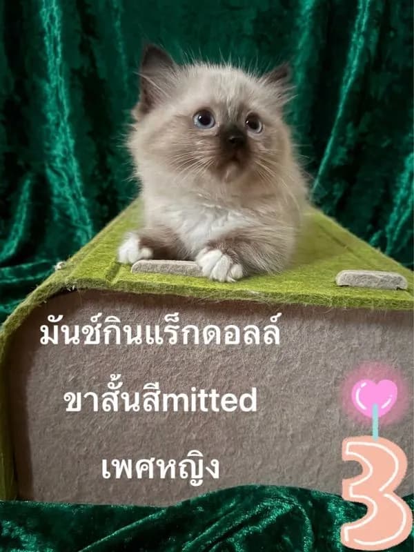 ลูกแมวมันช์กินแร็กดอลล์