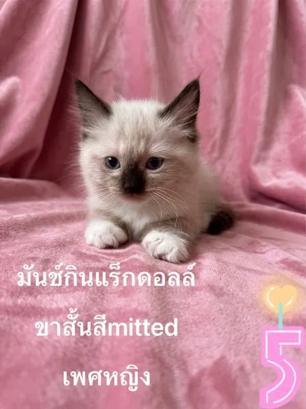 ลูกแมวมันช์กินแร็กดอลล์