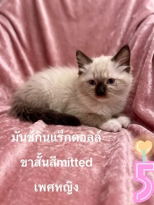 ลูกแมวมันช์กินแร็กดอลล์