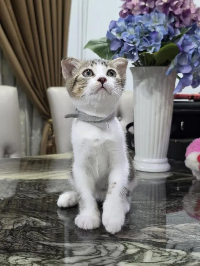 แมวสก๊อตติช พร้อมเดินทาง