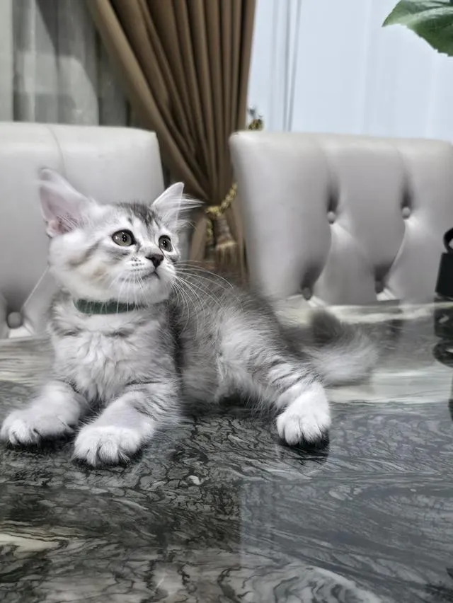 แมวสก๊อตติช พร้อมเดินทาง