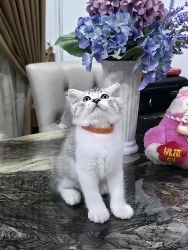 แมวสก๊อตติช พร้อมเดินทาง
