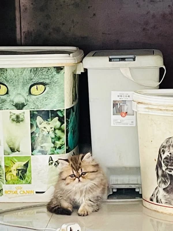 ขายชินชิล่าโกลเดัน
