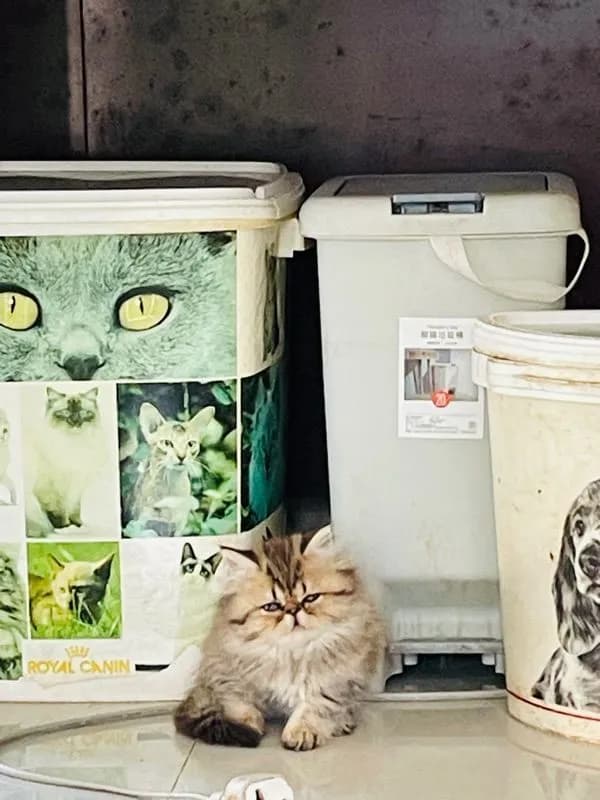 ขายชินชิล่าโกลเดัน