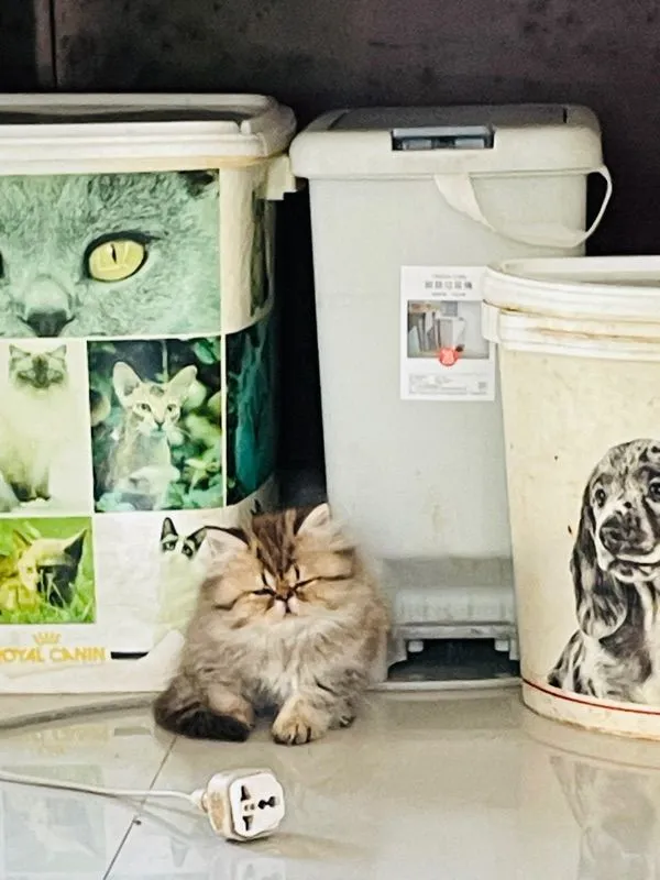 ขายชินชิล่าโกลเดัน