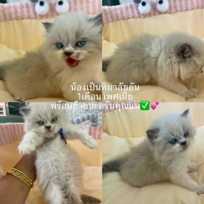 แมวเปอร์เซียอายุ 1 เดือน 18 วัน หย่านมเรียบร้อย