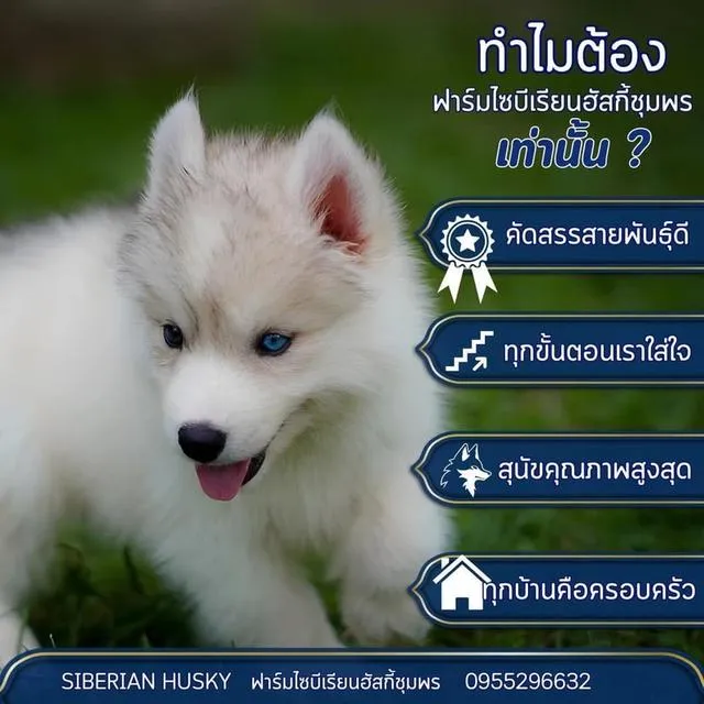 Premium Siberian Huskies in Thailand - Available in All Colors