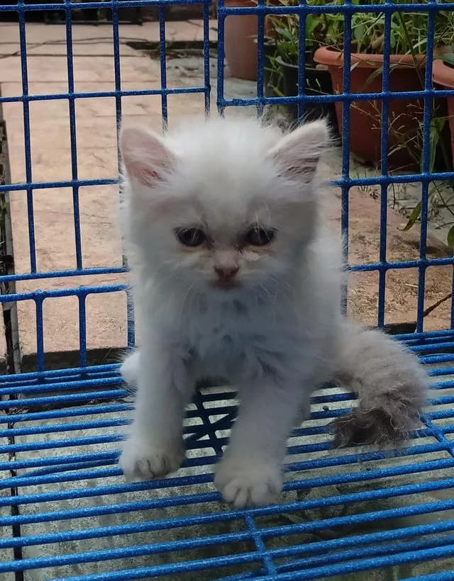 สก็อตติชเปอร์เซีย เพศเมีย น่ารัก
