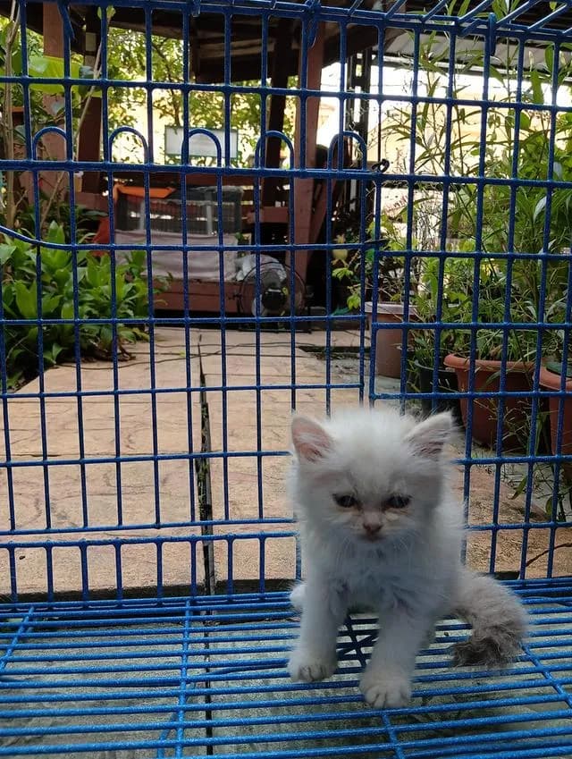 สก็อตติชเปอร์เซีย เพศเมีย น่ารัก