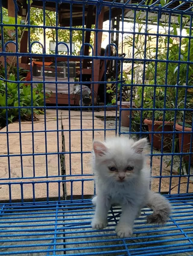 สก็อตติชเปอร์เซีย เพศเมีย น่ารัก