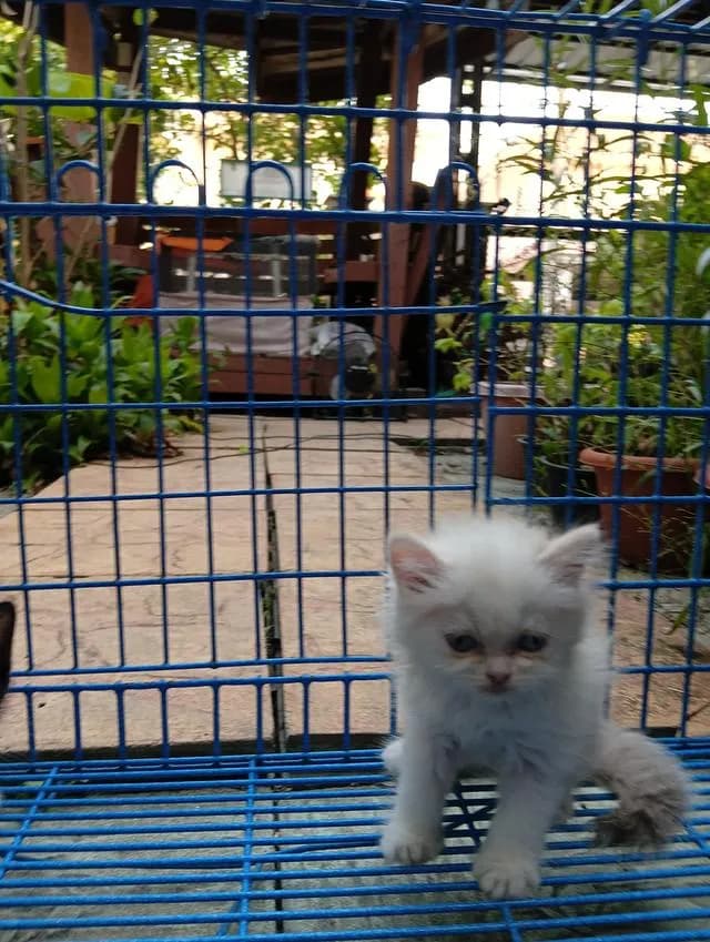 สก็อตติชเปอร์เซีย เพศเมีย น่ารัก