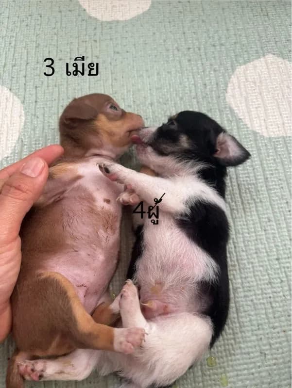 ชิวาวาขนสั้น ผู้กะเมีย ตัวละ3000