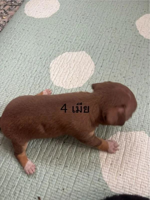 ชิวาวาขนสั้น ผู้กะเมีย ตัวละ3000