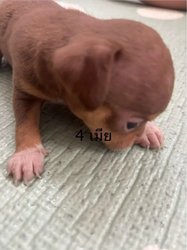 ชิวาวาขนสั้น ผู้กะเมีย ตัวละ3000