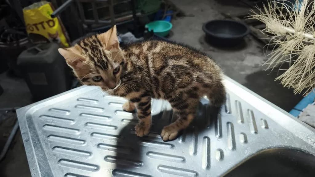 ลูกแมวเบงกอลอยู่อุบลเพศผู้ครับ