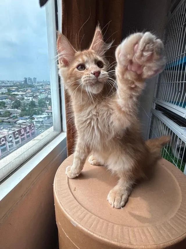 Maine Coon