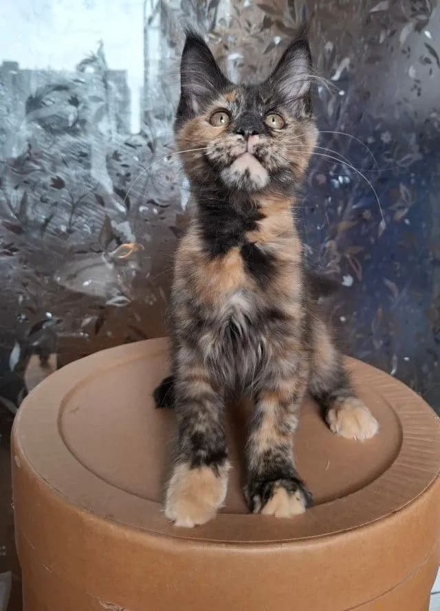 Maine Coon